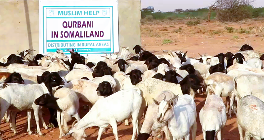 Qurbani Project